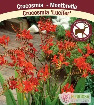 Crocosmia 'Lucifer'  (Crocosmia) 1G