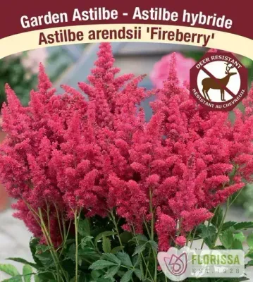 Astilbe 'Short 'n' Sweet Fireberry'  (Astilbe) 1G