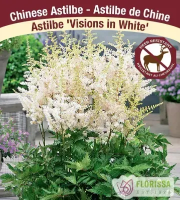 Astilbe chinensis 'Visions In White'  (Astilbe) 1G