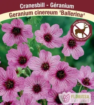 Geranium cinereum 'Ballerina'  (Hardy Geranium) 1G