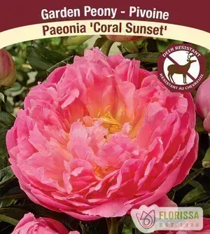 Paeonia 'Coral Sunset' (Peony) 1G