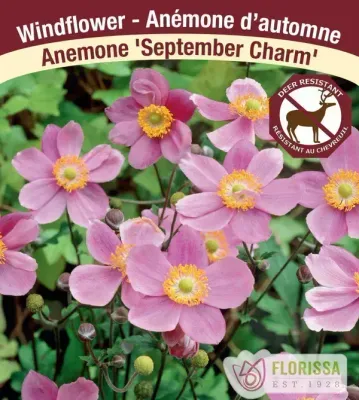Anemone 'September Charm'  (Anemone) 1G