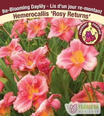 Hemerocallis 'Rosy Returns'  (Daylily) 1G