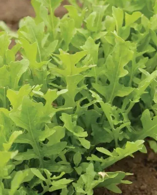 Arugula 'Astro' Cell Pak (6)