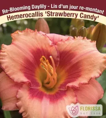Hemerocallis 'Strawberry Candy' (Daylily) 1G