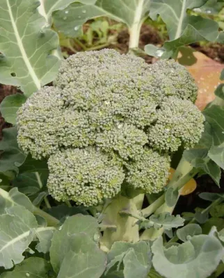 Broccoli 'Green Magic' Cell Pak (6)