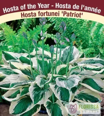 Hosta 'Patriot' Now 4Ever  #2