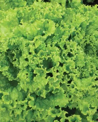 Lettuce 'Grand Rapids' Cell Pak (6)