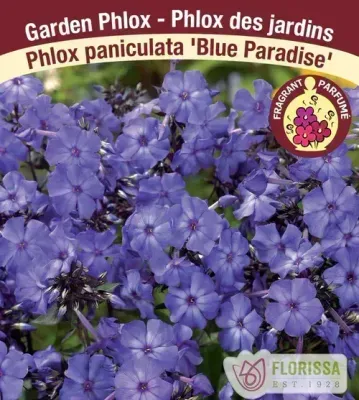 Phlox paniculata 'Blue Paradise'  (Garden Phlox) 1G