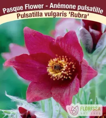 Pulsatilla vulgaris 'Rubra' (Red Pasque Flower)  Jumbo