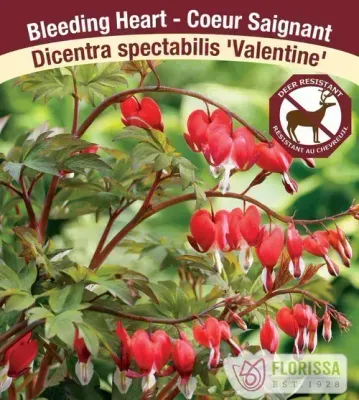 Dicentra spectabilis 'Valentine'  (Bleeding Hearts) 1G