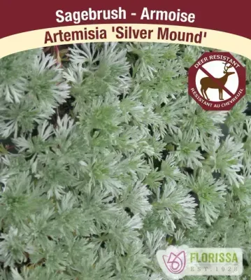 Artemesia 'Silver Mound'  (Artemesia ) Jumbo