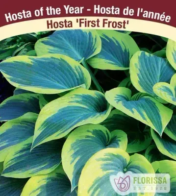 Hosta 'First Frost'  1G