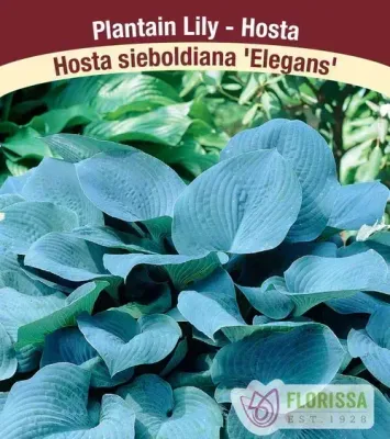 Hosta sieboldiana 'Elegans'  Jumbo