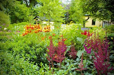 Perennials