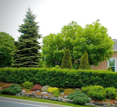 Trees/Shrubs