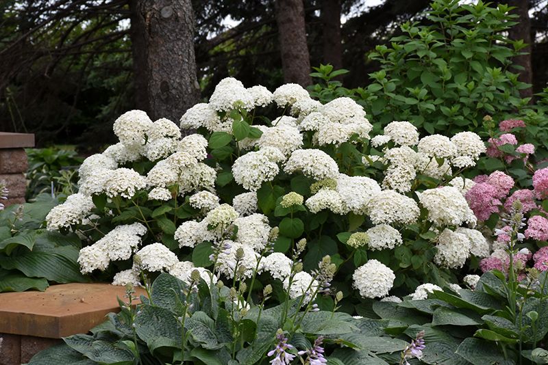 Hydrangea arborescens 'Annabelle' (Smooth Hydrangea) 2G
