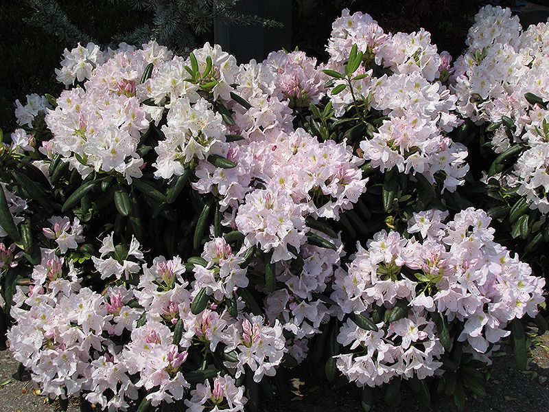 Rhododendron 'Catawbiense Album' 2G