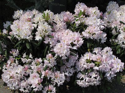 Rhododendron 'Catawbiense Album' 2G
