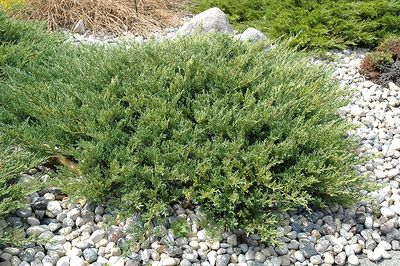 Juniperus horizontalis 'Plumosa Compacta' (Andorra Juniper) 3G