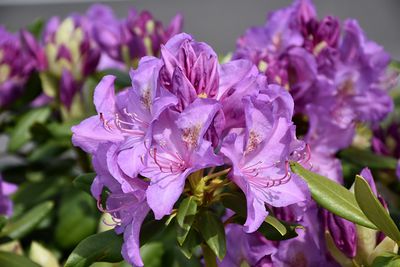 Rhododendron 'Catawbiense Boursault' 5G