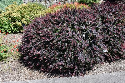 Berberis thunbergii 'Royal Burgundy' (Barberry) 3G