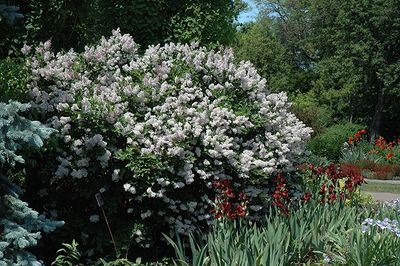 Syringa pubescens subsp. patula 'Miss Kim' (Korean Lilac) 2G