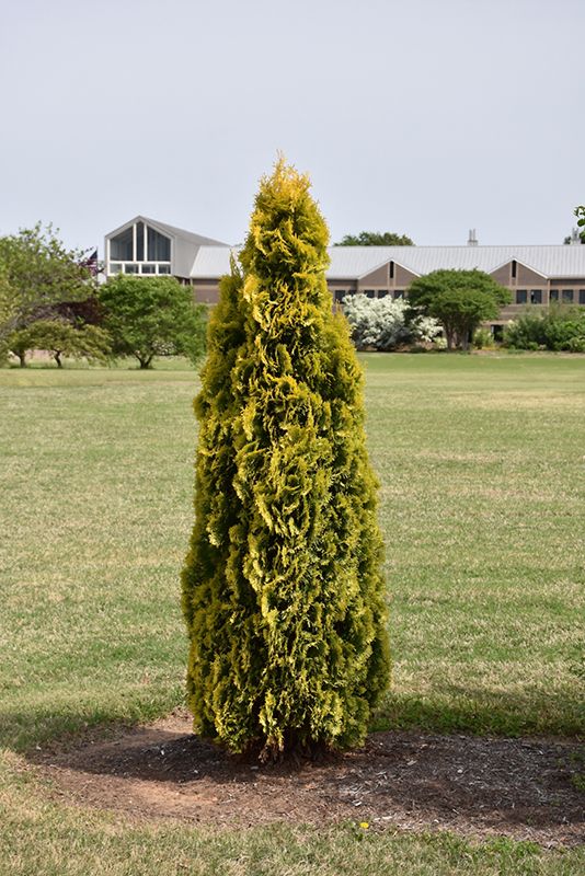 Thuja occidentalis 'Jantar' (Amber Gold Arborvitae) 40cm 3G