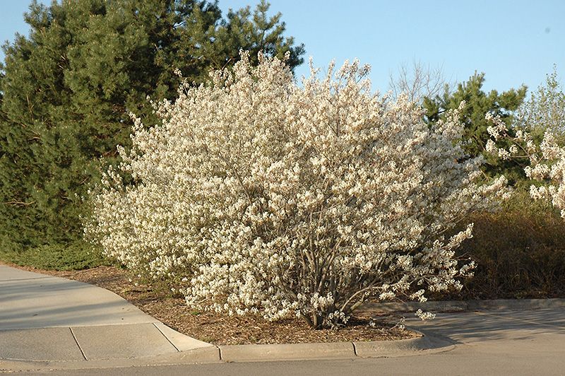 Amelanchier canadensis (Shadbow Serviceberry)  2G