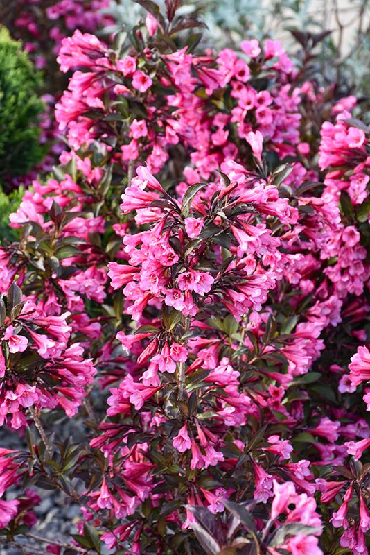 Weigela florida 'Wine &amp; Roses' 2G