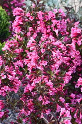 Weigela florida 'Wine &amp; Roses' 2G