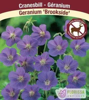Geranium x hybrida 'Brookside'  (Hardy Geranium) 1G