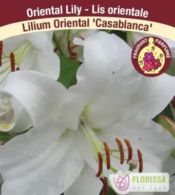 Lilium 'Casa Blanca' (White Oriental Lily) 1G