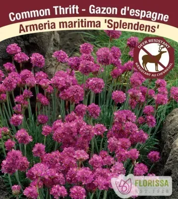 Armeria maritima 'Splendens'  (Sea Thrift) Jumbo