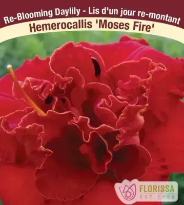 Hemerocallis 'Moses Fire'  (Daylily) 1G