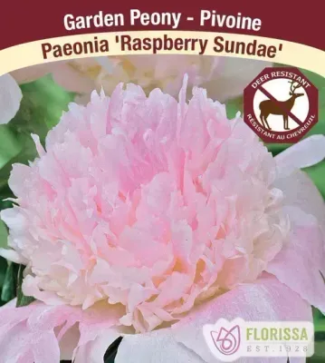 Paeonia 'Raspberry Sundae' (Garden Peony) 1G