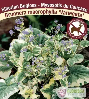 Brunnera macrophylla 'Variegata'  (Siberian Bugloss) 1G