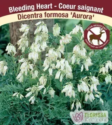 Dicentra formosa 'Aurora' 1G (Bleeding Hearts) 1G