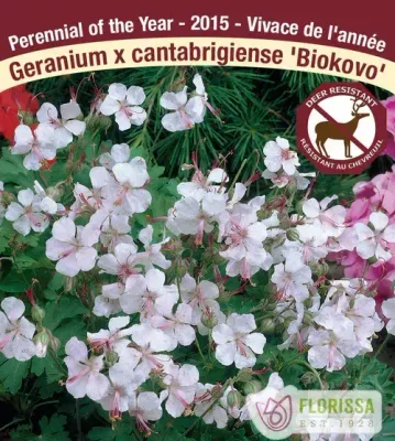 Geranium x cantabrigiense 'Biokovo' (Hardy Geranium) 1G