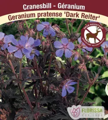 Geranium pratense 'Dark Reiter'  (Hardy Geranium) 1G