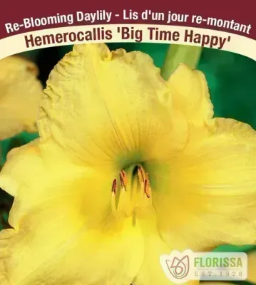 Hemerocallis 'Big Time Happy' (Daylily) 1G