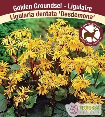 Ligularia dentata 'Desdamonia' (Leopard Plant) 1G