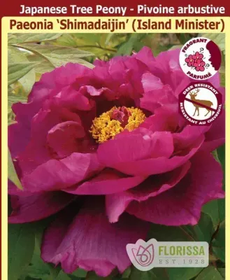 Peony suffruticosta 'Shimadaijin - Island Minister' (Red Tree Peony) 1G