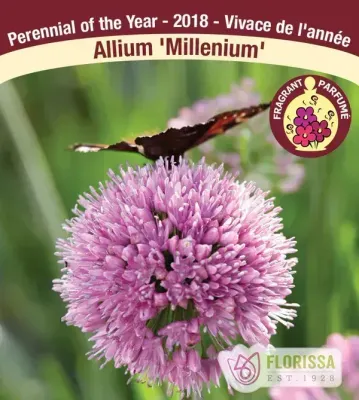 Allium millinium  (Ornamental Onion ) Jumbo