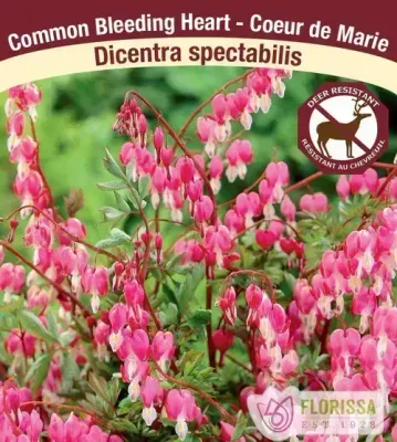 Dicentra spectablis  (Bleeding Hearts) 1G