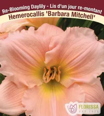 Hemerocallis 'Barbara Mitchell'  (Daylily) 1G