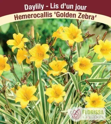 Hemerocallis 'Golden Zebra'  (Daylily) 1G