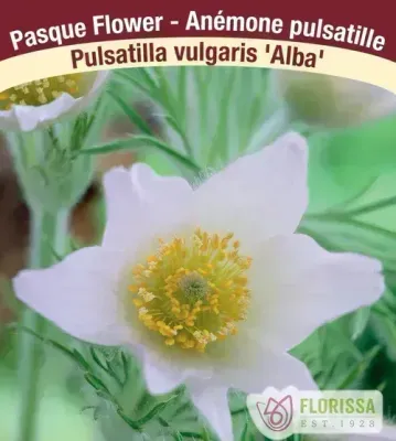 Pulsatilla vulgaris 'Alba' (White Pasque Flower)  Jumbo