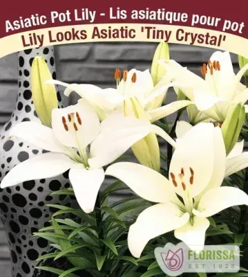 Lilium 'Tiny Crystal' (White Compact Asiatic Lily) 1G