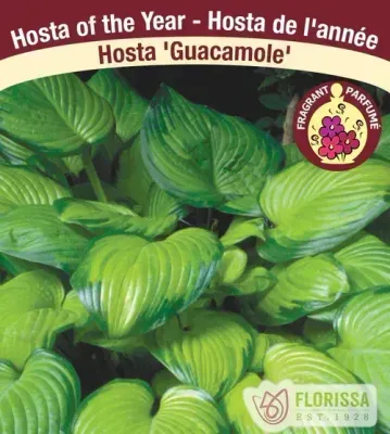 Hosta 'Guacamole' Now 4Ever 2G #2